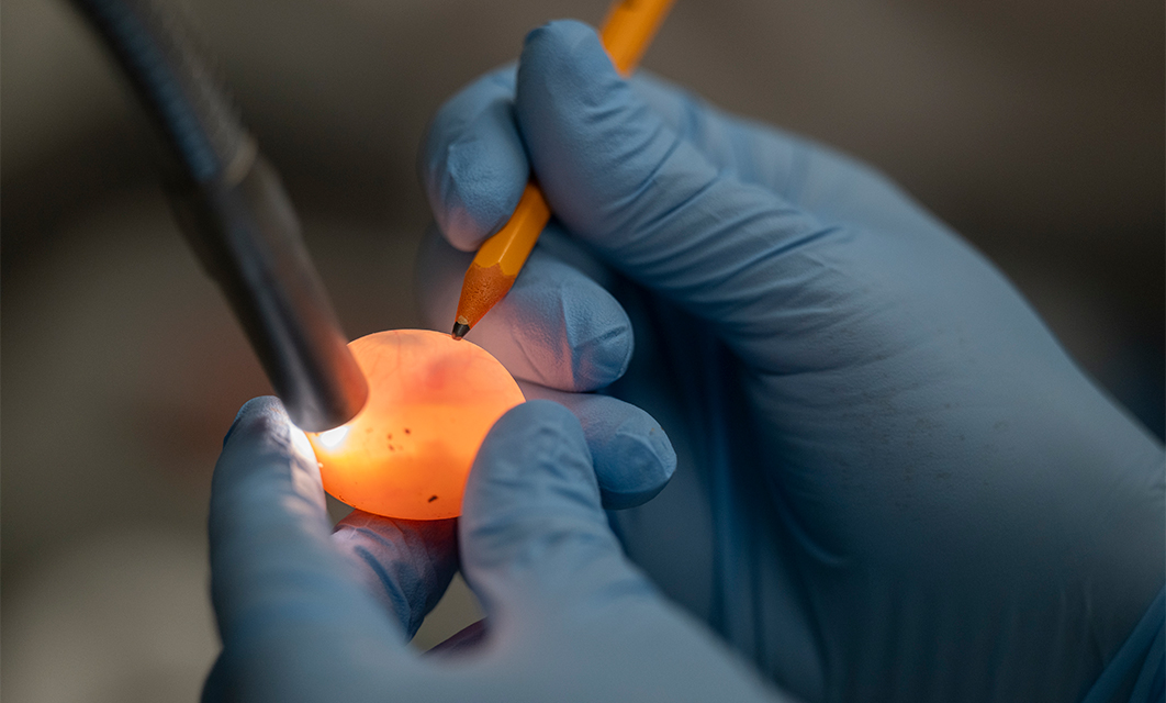 A Red-eared Slider (Trachemys scripta elegans) egg marked under light in the Tezak Lab.